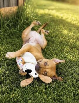 Koda -  Pit Bull Terrier Dog for Adoption in Randleman, North Carolina - Koda | PetCurious