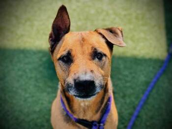 MAX -  German Shepherd Dog Dog for Adoption in Orlando, Florida - MAX | PetCurious