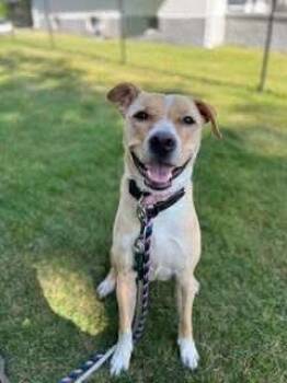 Rescue Mixed Breed Dogs for Adoption in Stamford, Connecticut - CORA | PetCurious