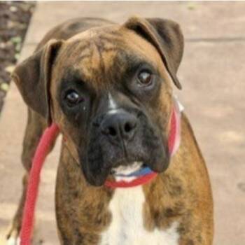 Winston -  Boxer Dog for Adoption in San Jacinto, California - Winston | PetCurious