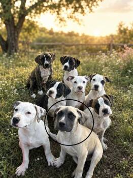 Cheddar -  Dogo Argentino and Mastiff Dog for Adoption in Brownstown, Indiana - Cheddar | PetCurious