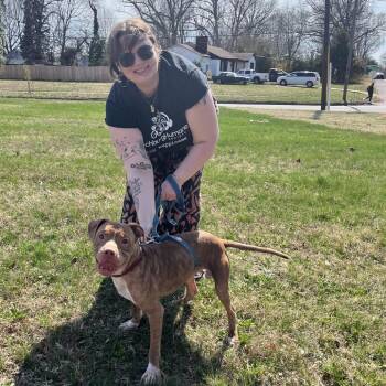 Pit Bull Terrier Dogs Available for Adoption in Roanoke, Virginia - Buster | PetCurious