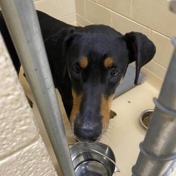 Doberman Pinscher Dogs Available for Adoption in Winston-salem, North Carolina - Sheena | PetCurious