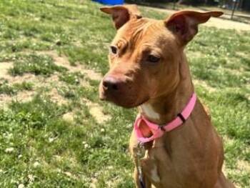 Mixed Breed Dogs Available for Adoption in West Chester, Pennsylvania - Phoebe | PetCurious