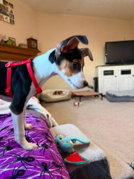 Lucy -  Beagle Dog for Adoption in Ashville, Ohio - Lucy | PetCurious