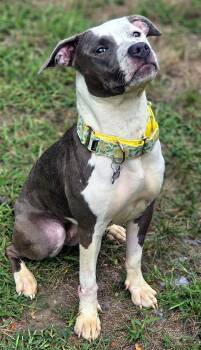 Darling -  Pit Bull Terrier Dog for Adoption in Framingham, Massachusetts - Darling | PetCurious
