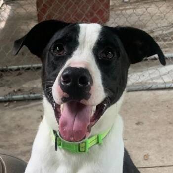 Porky (20260910-02) -  Labrador Retriever and Jack Russell Terrier Dog for Adoption in Niagara Falls, Ontario - Porky (20260910-02) | PetCurious