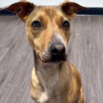 Mixed Breed Dogs Available for Adoption in Joliet, Illinois - Blondie | PetCurious
