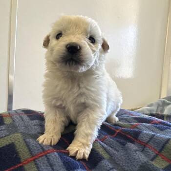 Great Pyrenees Dogs Available for Adoption - Buuz | PetCurious