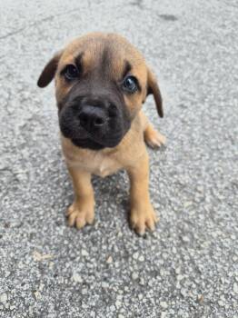 Mastiff and Black Mouth Cur Dogs Available for Adoption in Orlando, Florida - Rati | PetCurious