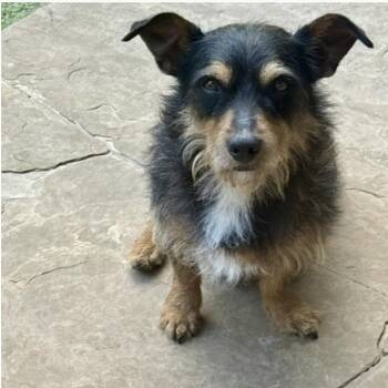 PENNY LANE -  Yorkshire Terrier and Poodle Dog for Adoption in Houston, Texas - PENNY LANE | PetCurious