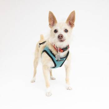 Flip Flops 14358 -  Terrier Dog for Adoption in San Francisco, California - Flip Flops 14358 | PetCurious