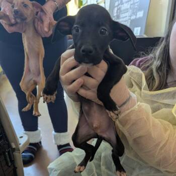 Professor Plum -  Mixed Breed Dog for Adoption in Lynchburg, Virginia - Professor Plum | PetCurious