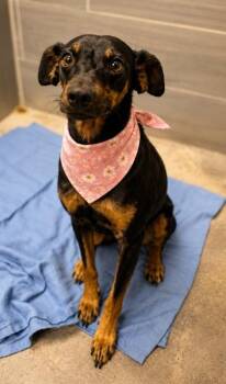 Bunk Bed -  Miniature Pinscher and Mixed Breed Dog for Adoption in Morristown, New Jersey - Bunk Bed | PetCurious