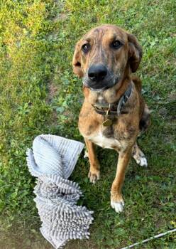 Rescue Doberman Pinscher and Mastiff Dogs for Adoption in Maybrook, New York - Riley | PetCurious