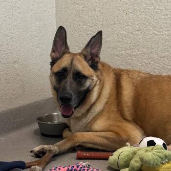 Yoda -  German Shepherd Dog and Mixed Breed Dog for Adoption in Los Angeles, California - Yoda | PetCurious