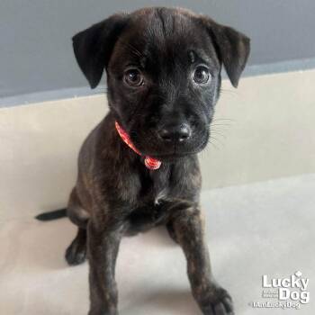 Labrador Retriever Dogs Available for Adoption - Tiffany | PetCurious