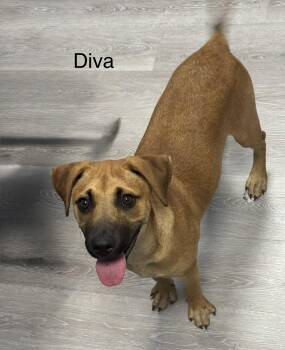 Shepherd Dogs Available for Adoption in Ulster, Pennsylvania - Diva | PetCurious
