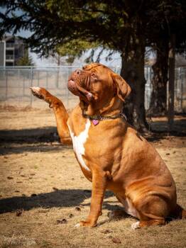 Rescue Dogue De Bordeaux Dogs for Adoption in Appleton, Wisconsin - Lionie | PetCurious