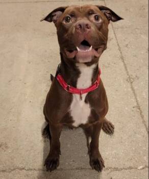 Boone (1 Year Old) -  Pit Bull Terrier Dog for Adoption in Albany, New York - Boone (1 Year Old) | PetCurious