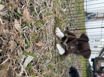 Chocolate Labrador Retriever and Shepherd Dogs Available for Adoption - Cora | PetCurious