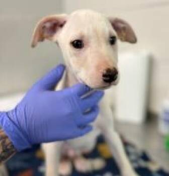 Mixed Breed Dogs Available for Adoption in West Chester, Pennsylvania - Cletus | PetCurious