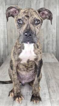 Krystal -  Terrier and Mixed Breed Dog for Adoption in Shreveport, Louisiana - Krystal | PetCurious