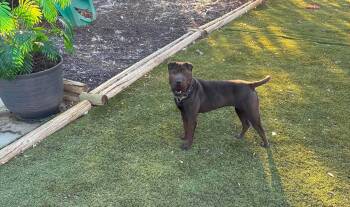 New LONDON -  Shar Pei Dog for Adoption in Vancouver, British Columbia - New LONDON | PetCurious