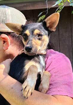 Thomasina BR14652-T -  Dachshund and Chihuahua Dog for Adoption in Missouri City, Texas - Thomasina BR14652-T | PetCurious