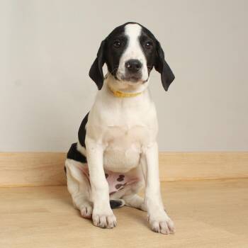 Pointer and Beagle Dogs Available for Adoption - Iris D68449 | PetCurious