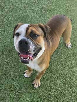 Phantom -  American Bulldog and Bullmastiff Dog for Adoption in Daphne, Alabama - Phantom | PetCurious