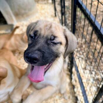 FREYA -  Great Pyrenees and Shepherd Dog Available for Adoption in Fosters, Alabama - FREYA | PetCurious