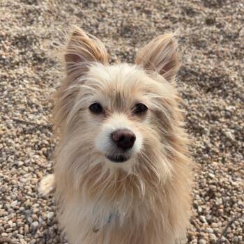 Fox Terrier Dogs Available for Adoption - Shibl | PetCurious