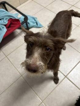 Terrier Dogs Available for Adoption in Osage Beach, Missouri - Petunia | PetCurious