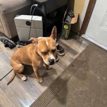 Staffordshire Bull Terrier Dogs Available for Adoption in Ferndale, Michigan - Millie | PetCurious