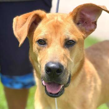 Rescue Mixed Breed Dogs for Adoption in Huntington, West Virginia - Rabbit | PetCurious