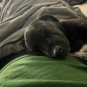 Leo-na -  Pit Bull Terrier and Black Labrador Retriever Dog for Adoption in Webster, Texas - Leo-na | PetCurious