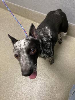 SANDY ROSE -  Australian Cattle Dog Blue Heeler and Mixed Breed Dog for Adoption in Las Vegas, Nevada - SANDY ROSE | PetCurious