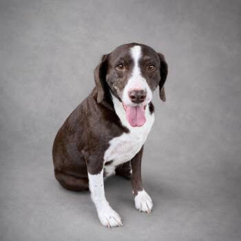 Trucker -  Labrador Retriever and Terrier Dog for Adoption in Hardeeville, South Carolina - Trucker | PetCurious