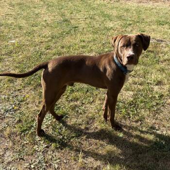 COURTESY LISTING Bruce -  Labrador Retriever and Pit Bull Terrier Dog for Adoption in Moscow, Idaho - COURTESY LISTING Bruce | PetCurious