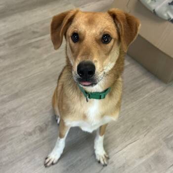 Riot -  Mixed Breed Dog for Adoption in Emporia, Kansas - Riot | PetCurious
