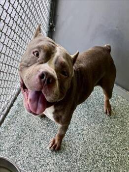 Rescue Pit Bull Terrier Dogs for Adoption in Salisbury, North Carolina - CHASE | PetCurious