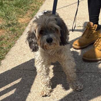 Cali -  Miniature Poodle and Mixed Breed Dog for Adoption in Northbrook, Illinois - Cali | PetCurious