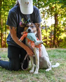 Mixed Breed Dogs Available for Adoption in Chamblee, Georgia - Gordon | PetCurious