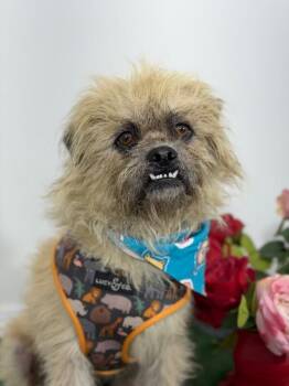 Brussels Griffon and Pekingese Dogs Available for Adoption in Carlsbad, California - Chewbarka | PetCurious
