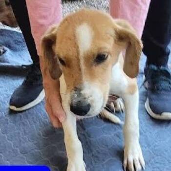 Mack -  Mixed Breed Dog for Adoption in Knoxville, Tennessee - Mack | PetCurious