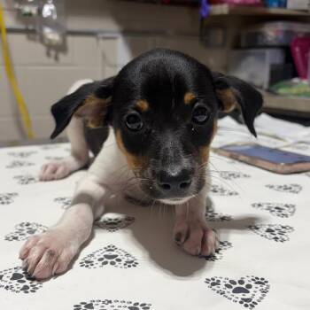 Alicia -  Mixed Breed Dog for Adoption in Milton, Florida - Alicia | PetCurious