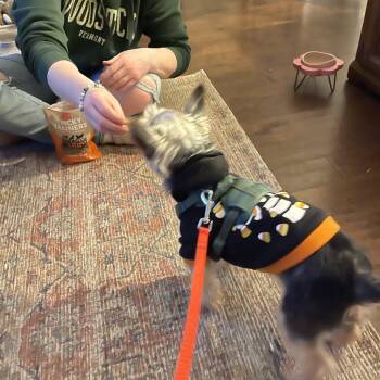 Yorkshire Terrier Dogs Available for Adoption - Chico | PetCurious