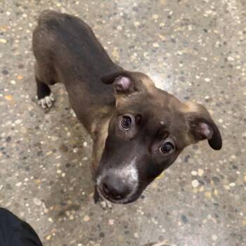 Bikini -  Labrador Retriever and Shepherd Dog for Adoption in Louisville, Kentucky - Bikini | PetCurious