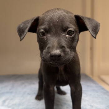 Rescue Terrier Dogs for Adoption in Dallas, Texas - Espresso | PetCurious